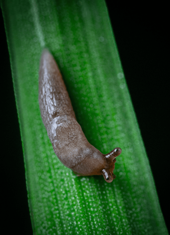 a slug