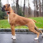 adorable-boxer-dog-posing-outdoor