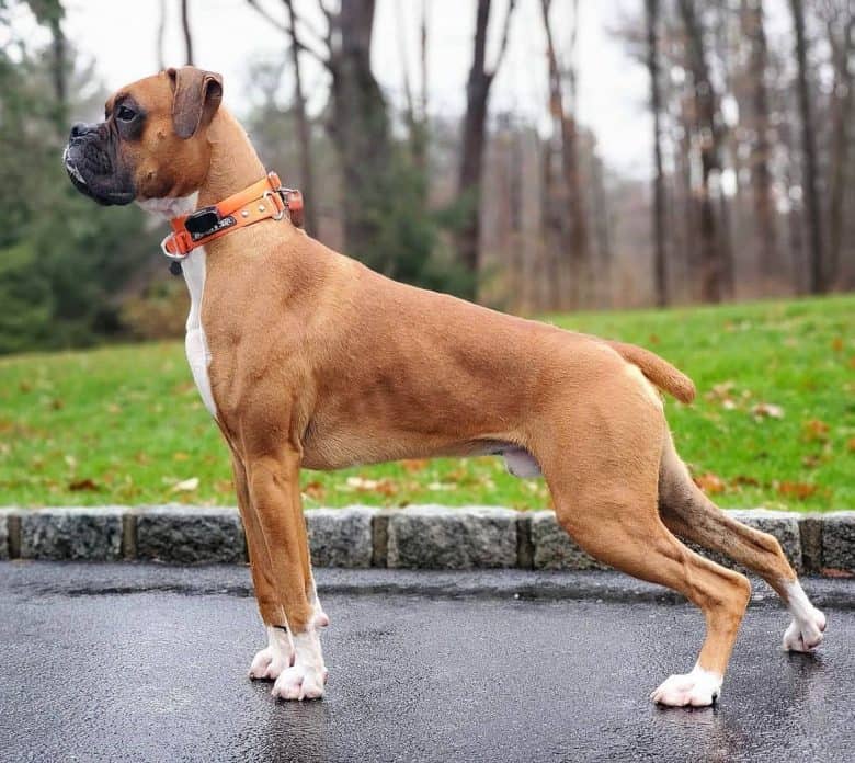 adorable-boxer-dog-posing-outdoor