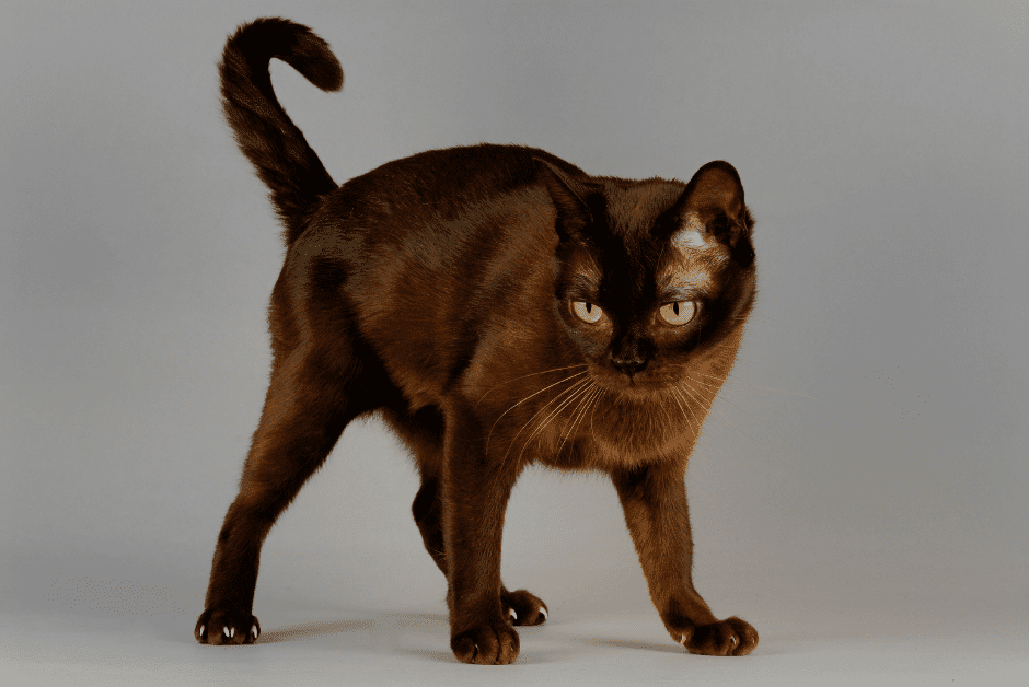 burmese-cat-3