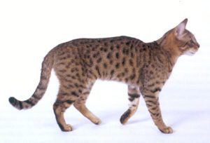 californian-spangled-cat