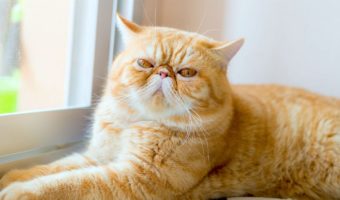 45066623-brown-exotic-shorthair-cat-focusing-in-the-foreground