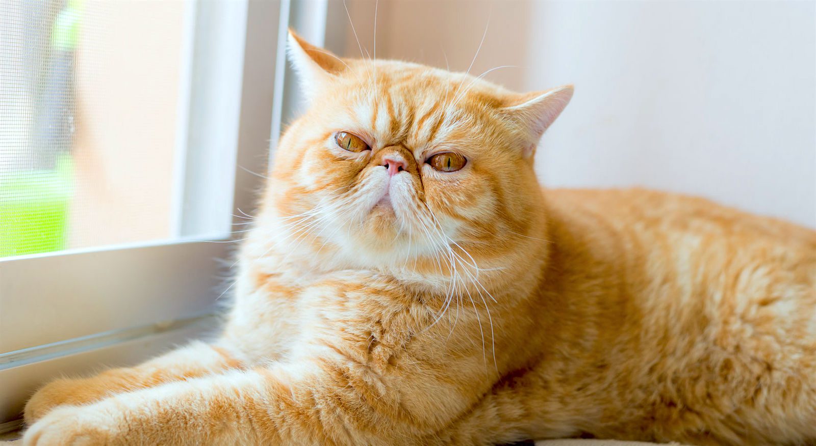 11 Orange Cat Breeds (With Facts & Pictures) - Animal Corner