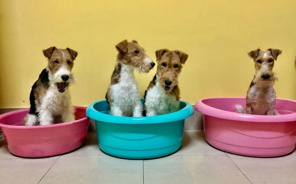 fox terrier in blue and pink bowls