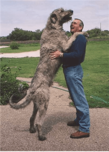 irish wolfhound standing up against a man