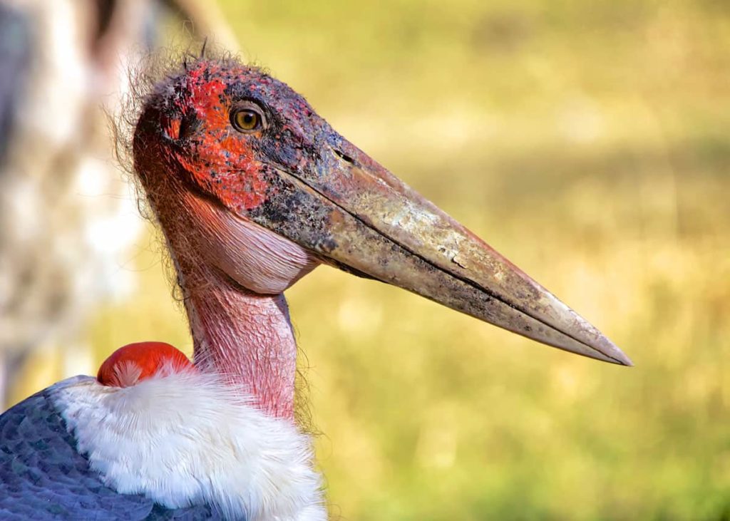 marabou-stork