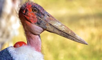marabou-stork