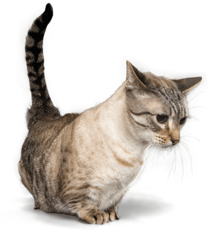 munchkin-cat-breed
