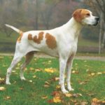 white pointer with light brown markings