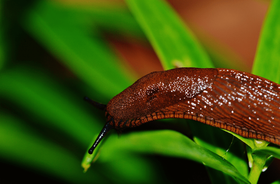 slugs