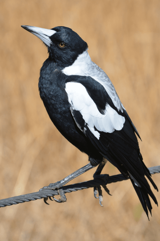 the-magpie