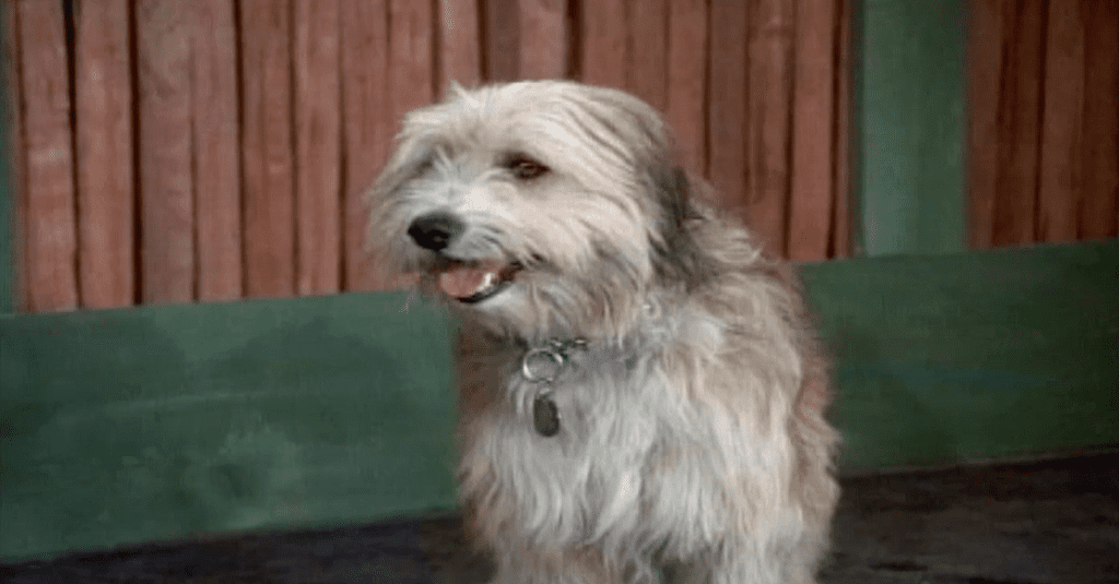tiger brady bunch 19 Famous Dogs From Movies and TV