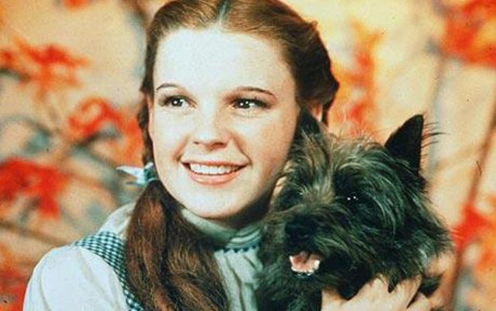 toto 19 Famous Dogs From Movies and TV