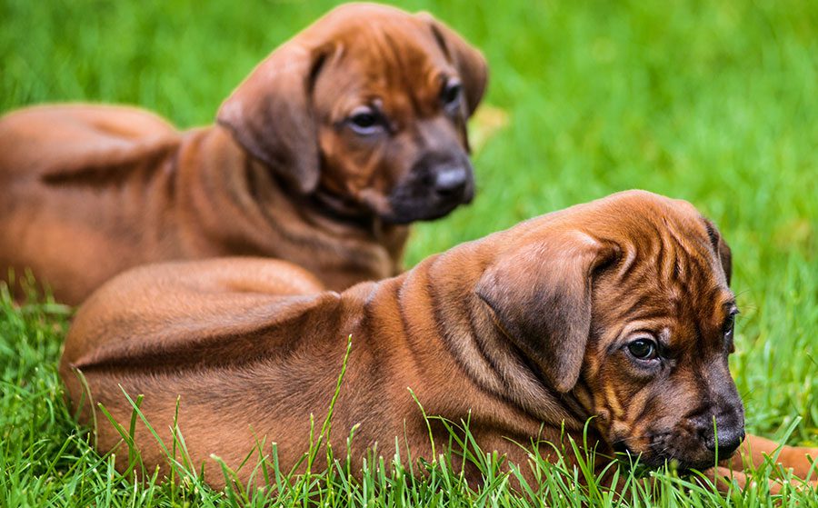 two rhodesian ridgeback puppies lying on the grass