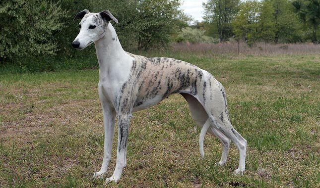 white / grey whippet standing on grass