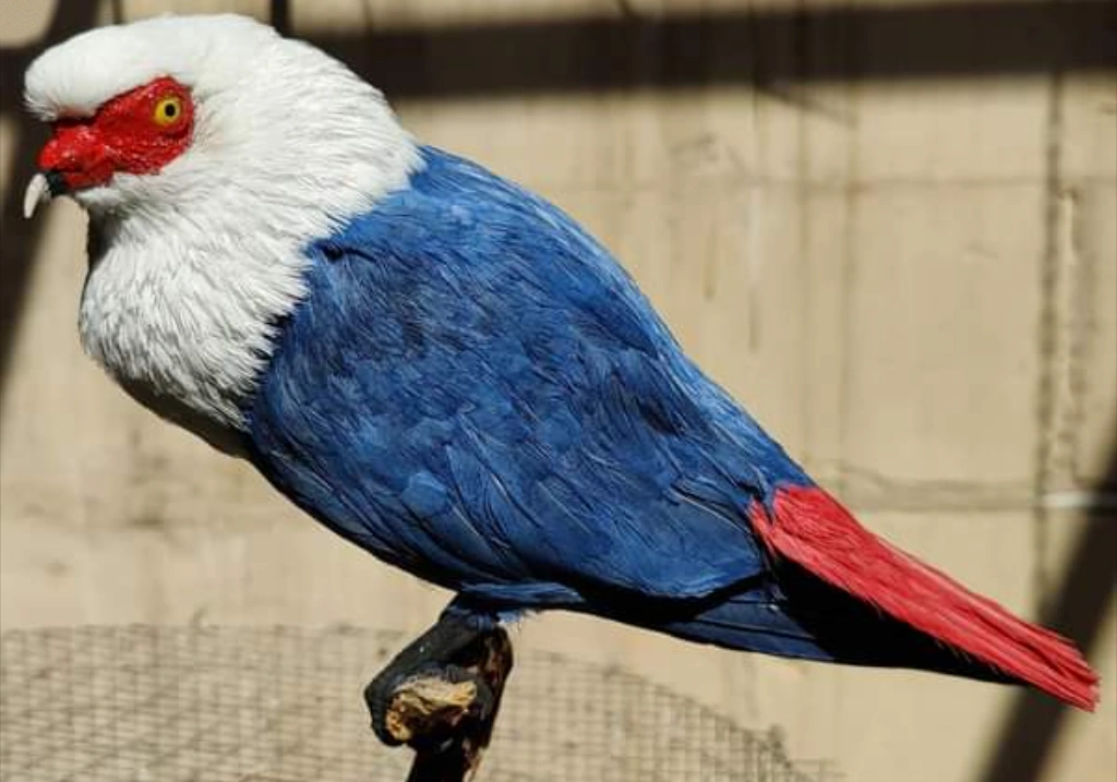 mauritius_blue_pigeon-5193450