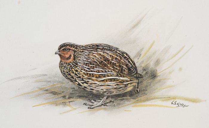 new-zealand-quail-3988260