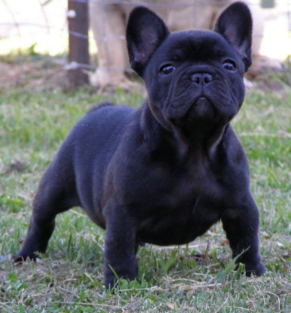 pure-black-french-bulldog-2370697