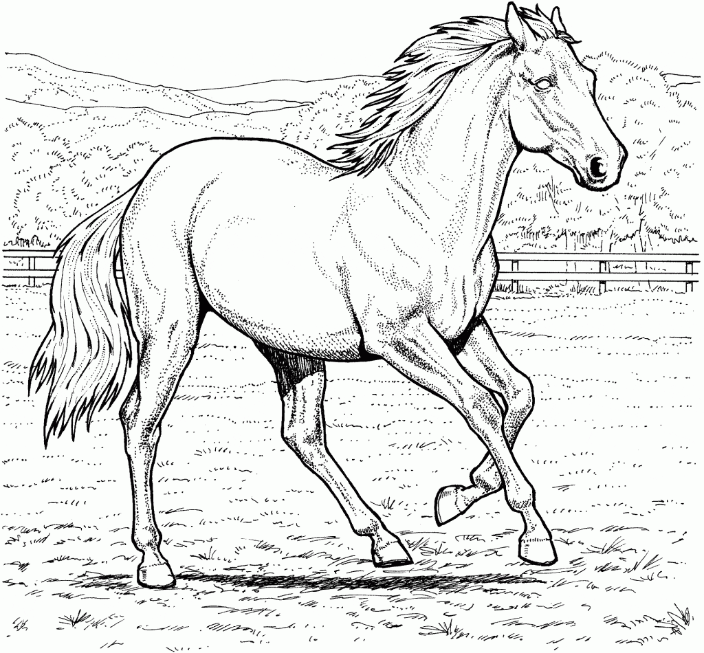 real-horse-coloring-pages-1024x950-3969366
