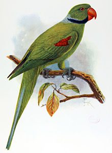 seychelles-parakeet-3511426