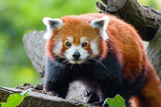 Why Are Red Pandas Endangered Animal Corner