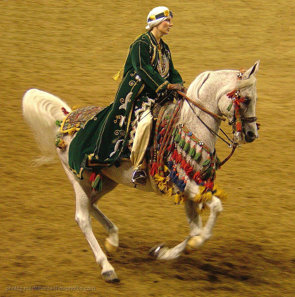 arabian-horse-3723506