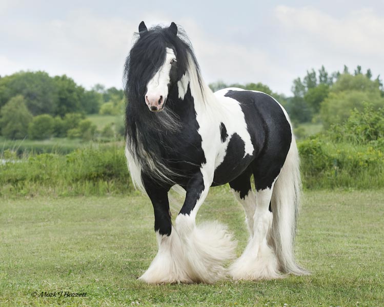 gypsy-horse-1223595