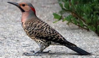 1024px-northern_flicker_roslyn_cropped