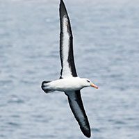 albatross-black-browed-2493825