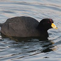 andean_coot-sml-6681365