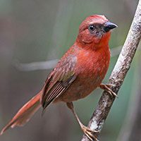 ant-tanager-red-throated-3624210