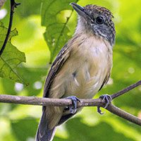 antvireo-spot-crowned-5958668