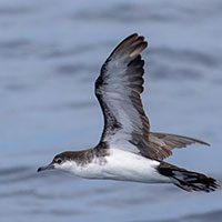 audubon-shearwater-bird-3559572