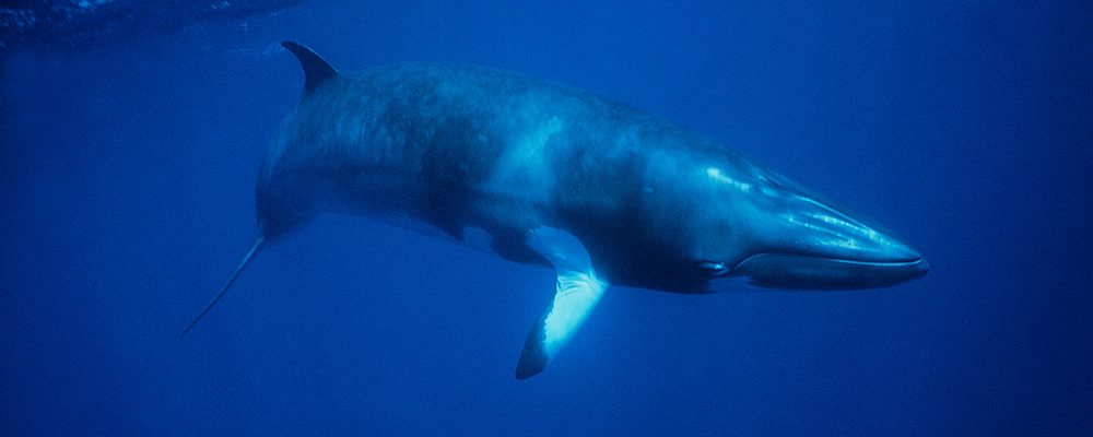 bairds-beaked-whale-5576938