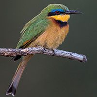 bee-eater-little-5276247