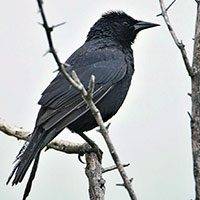 blackbird-austral-4351791
