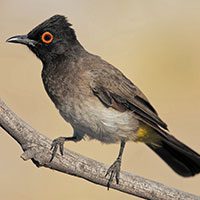 bulbul-black-fronted-3942493