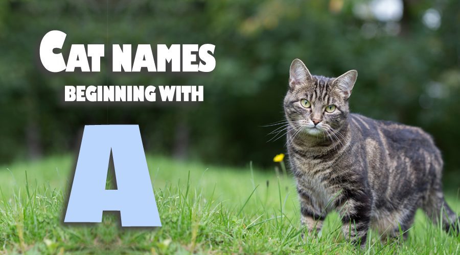 image of Cat names beginning with A