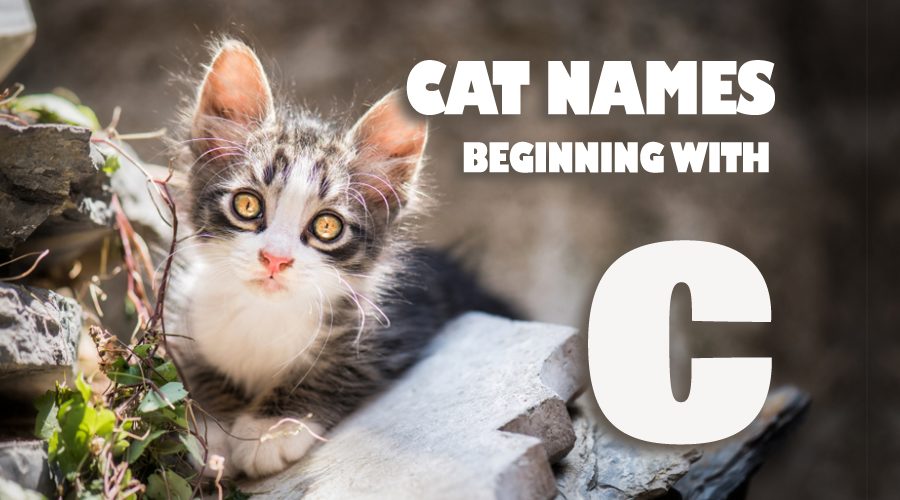 image of Cat names beginning with C