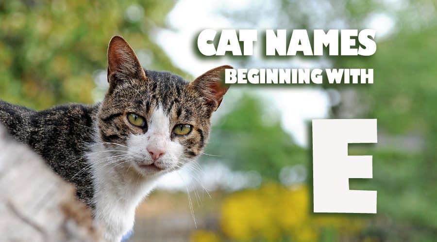 image of Cat names beginning with E