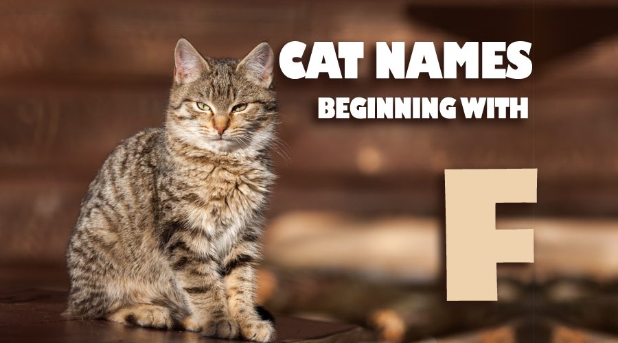 image of Cat names beginning with F