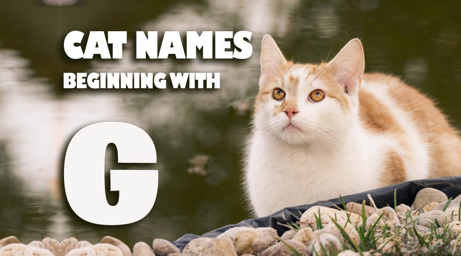 image of Cat names beginning with G