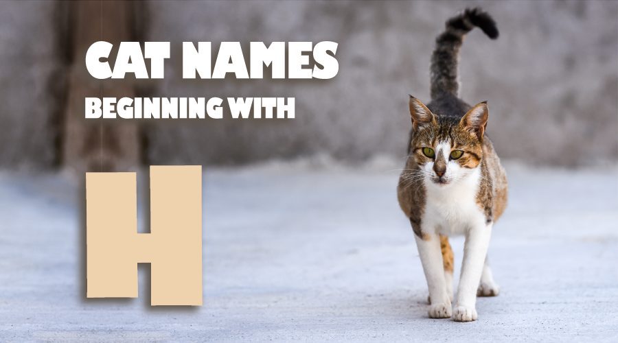 image of Cat names beginning with H