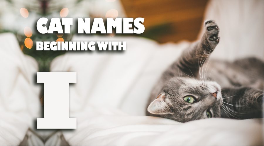 image of Cat names beginning with I