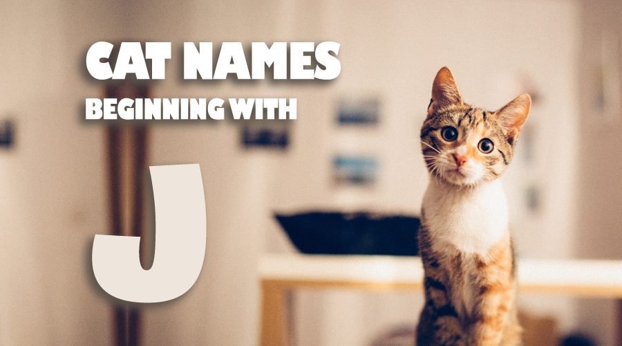 image of Cat names beginning with J
