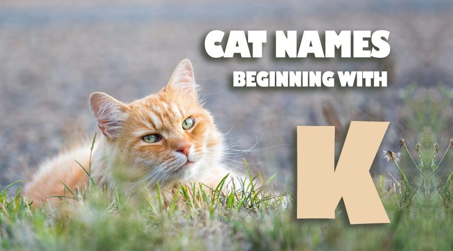 image of Cat names beginning with K