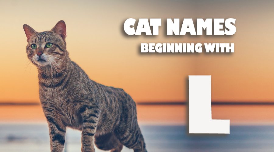 Cat Names That Start With L - Animal Corner