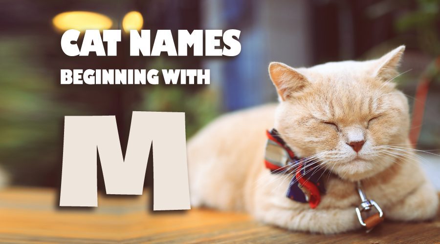 image of Cat names beginning with M