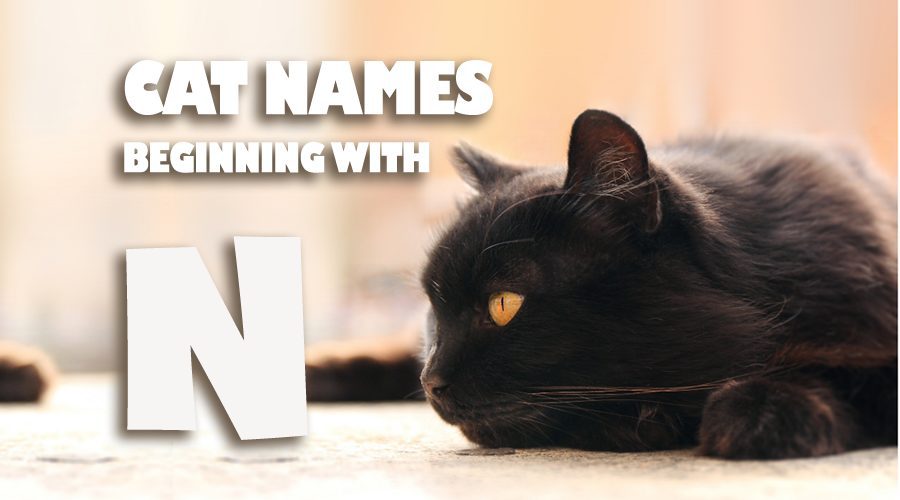 image of Cat names beginning with N
