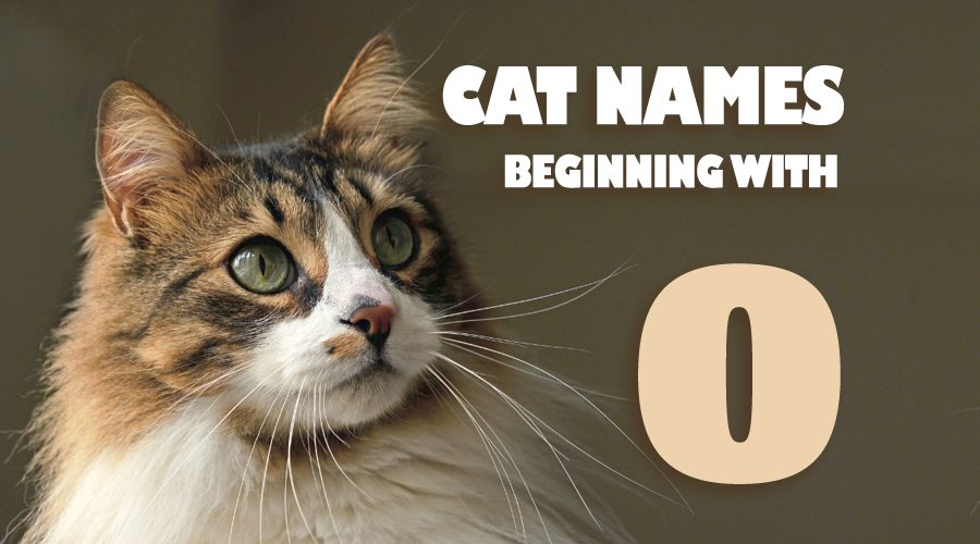 Cat Names That Start With O - Animal Corner